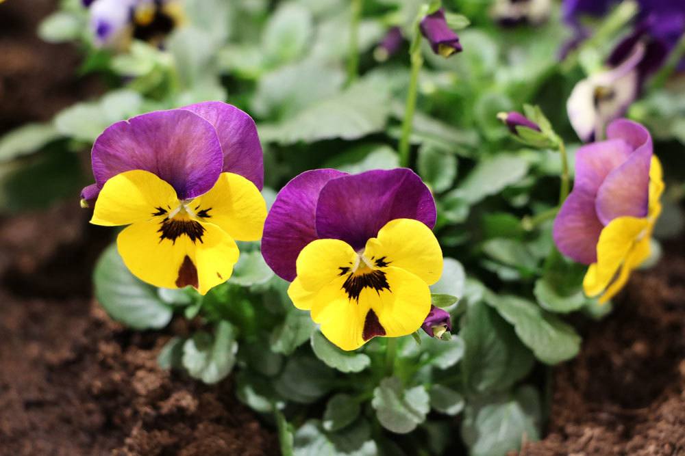 Viola mit zweifarbiger Blüte