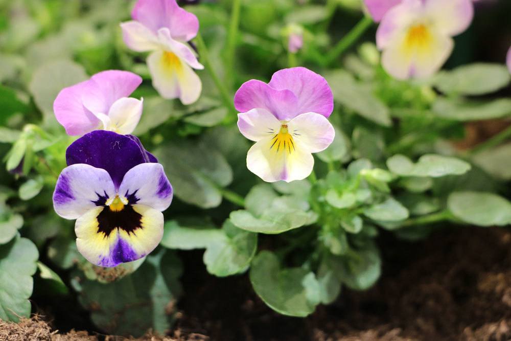 Garten-Stiefmütterchen wird auch Schöngesicht genannt