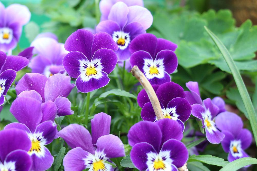 Garten-Stiefmütterchen mit lila Blütenfarbe