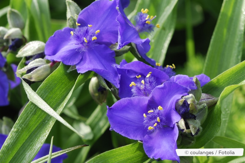 Virginia-Dreimasterblume (Tradescantia virginiana)