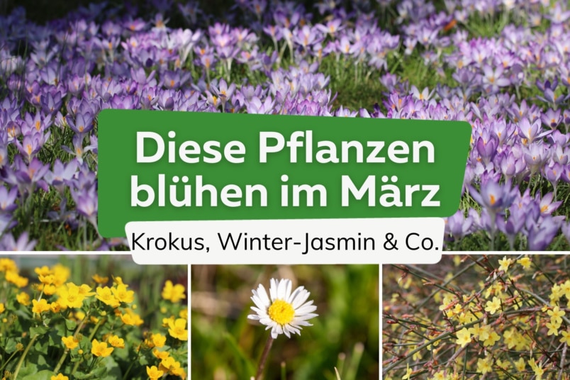 Was blüht im März im Garten