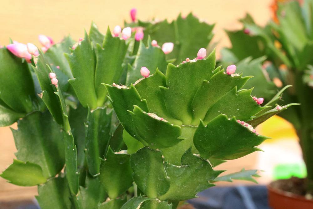 Weihnachtskaktus, Schlumbergera richtig pflegen