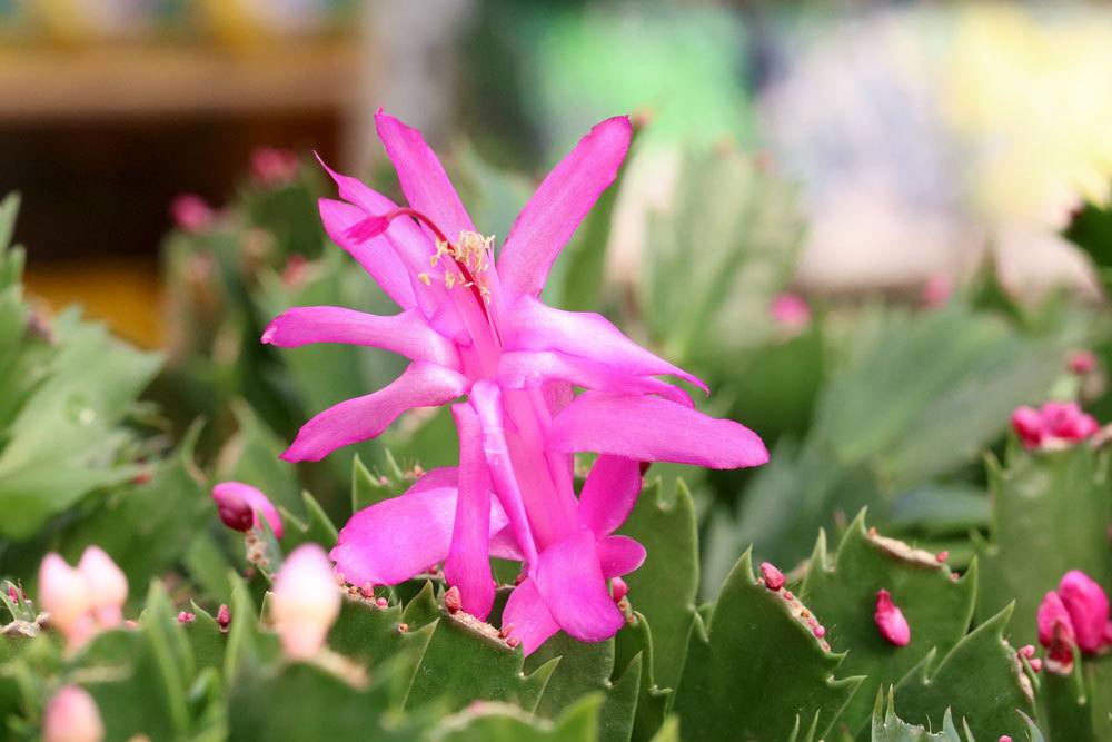 Weihnachtskaktus rosa Blütenfarbe