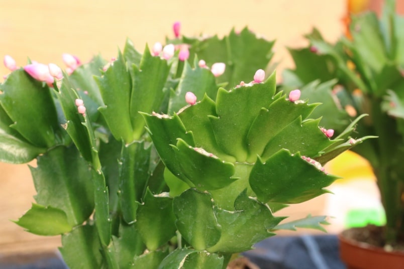 Weihnachtskaktus (Schlumbergera) mit vielen Knospen