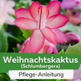 Weihnachtskaktus (Schlumbergera)