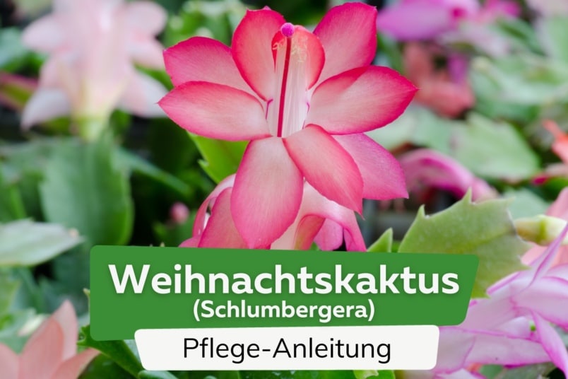 Weihnachtskaktus (Schlumbergera)