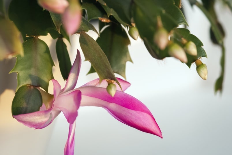 Weihnachtskaktus (Schlumbergera truncata)