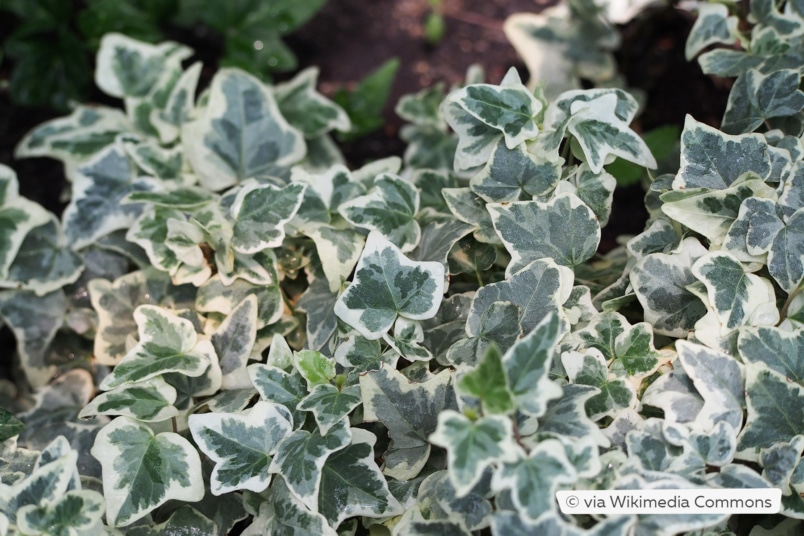 Weißgrüner Efeu (Hedera helix 'Glacier')