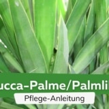 Yucca-Palme/Palmlilie