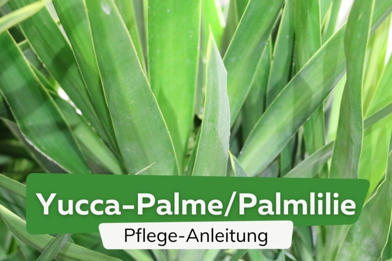 Yucca-Palme/Palmlilie