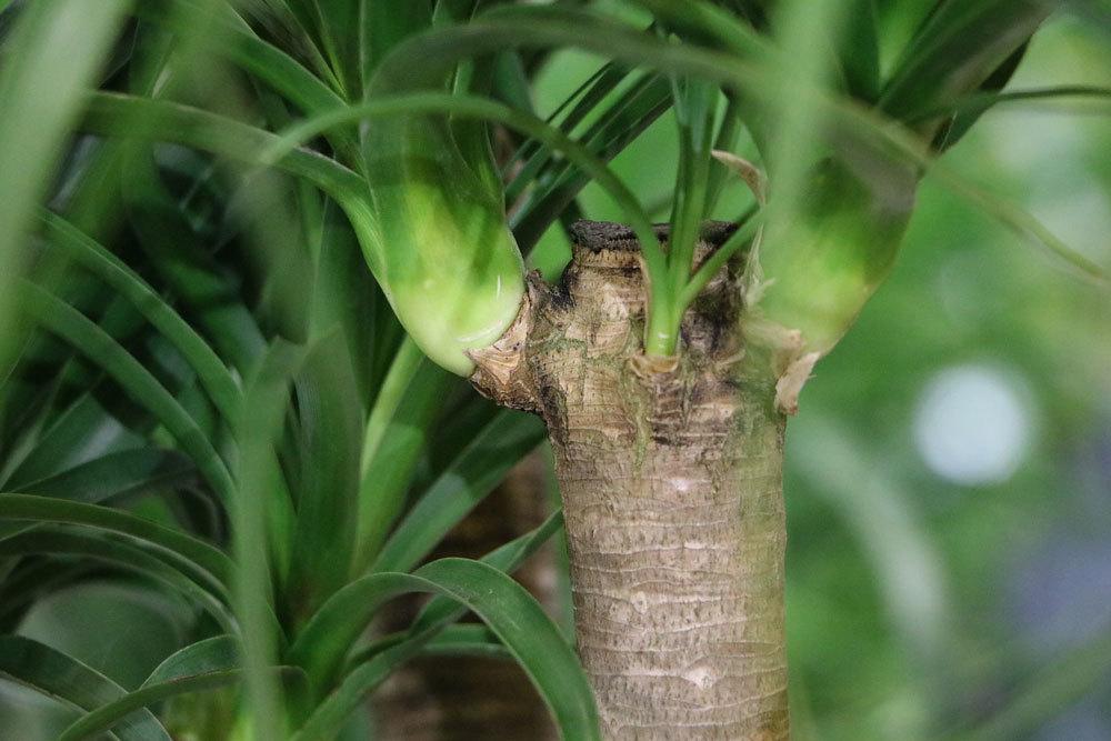 Yucca-Palme, Palmlilie als Zimmerpflanze