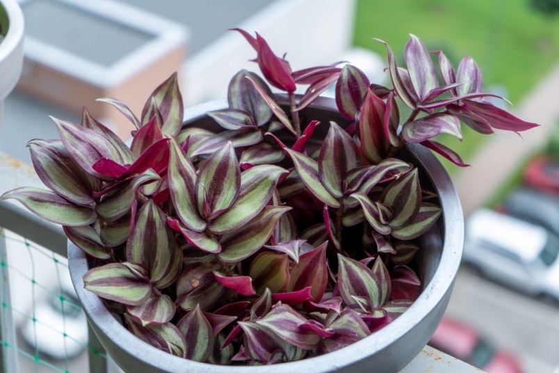 Zebrakraut (Tradescantia zebrina)