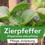 Zierpfeffer (Peperomia obtusifolia)