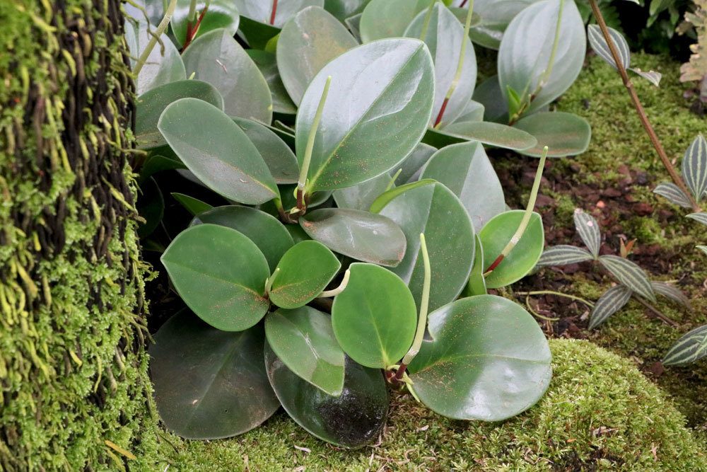 Peperomia obtusifolia ist schwach giftig