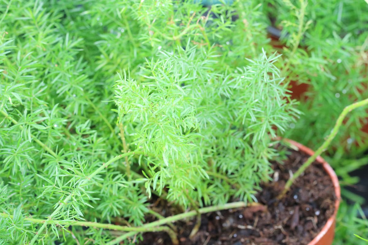 Zierspargel (Asparagus densiflorus)