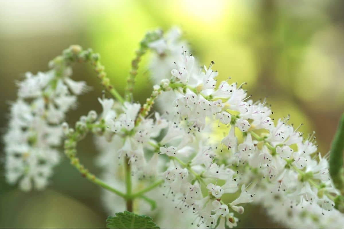 Blüte des Zierspargels