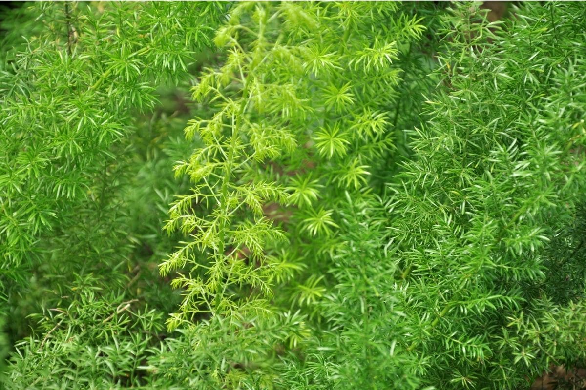 Zierspargel (Asparagus setaceus)