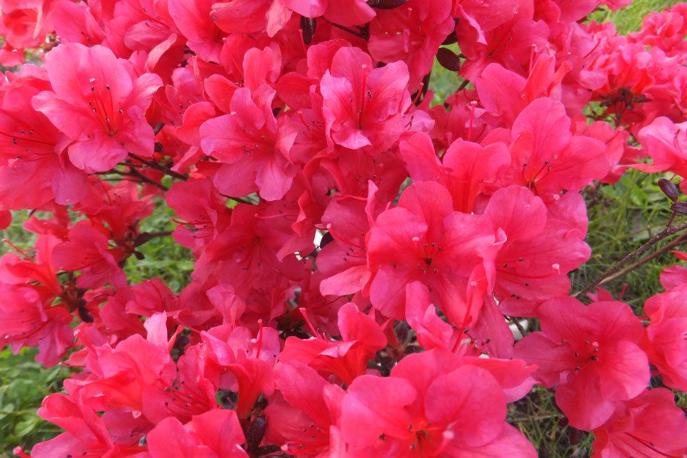 Zimmerazalee gehört zur Gattung der Rhododendren