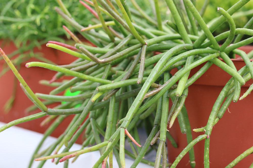 Binsenkaktus, Rhipsalis baccifera