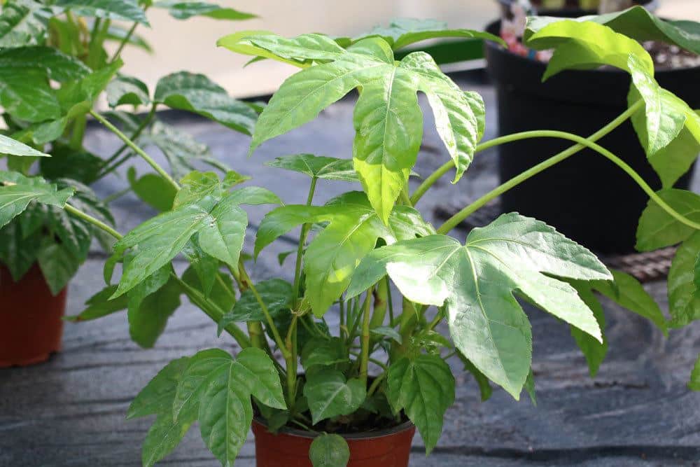 Zimmeraralie, Fatsia japonica