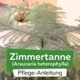 Zimmertanne (Araucaria heterophylla)