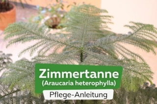 canabis pflanzen dünger Cannabis Dünger - Mineralischer NPK Flüssigdünger mit Stickstoff