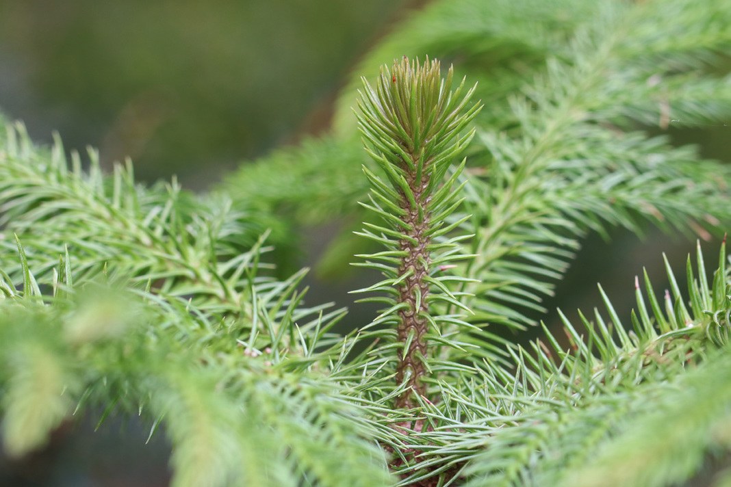 Araucaria heterophylla