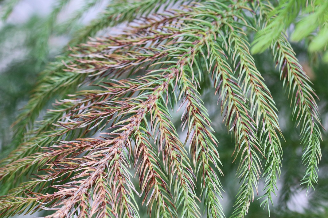 Araucaria heterophylla