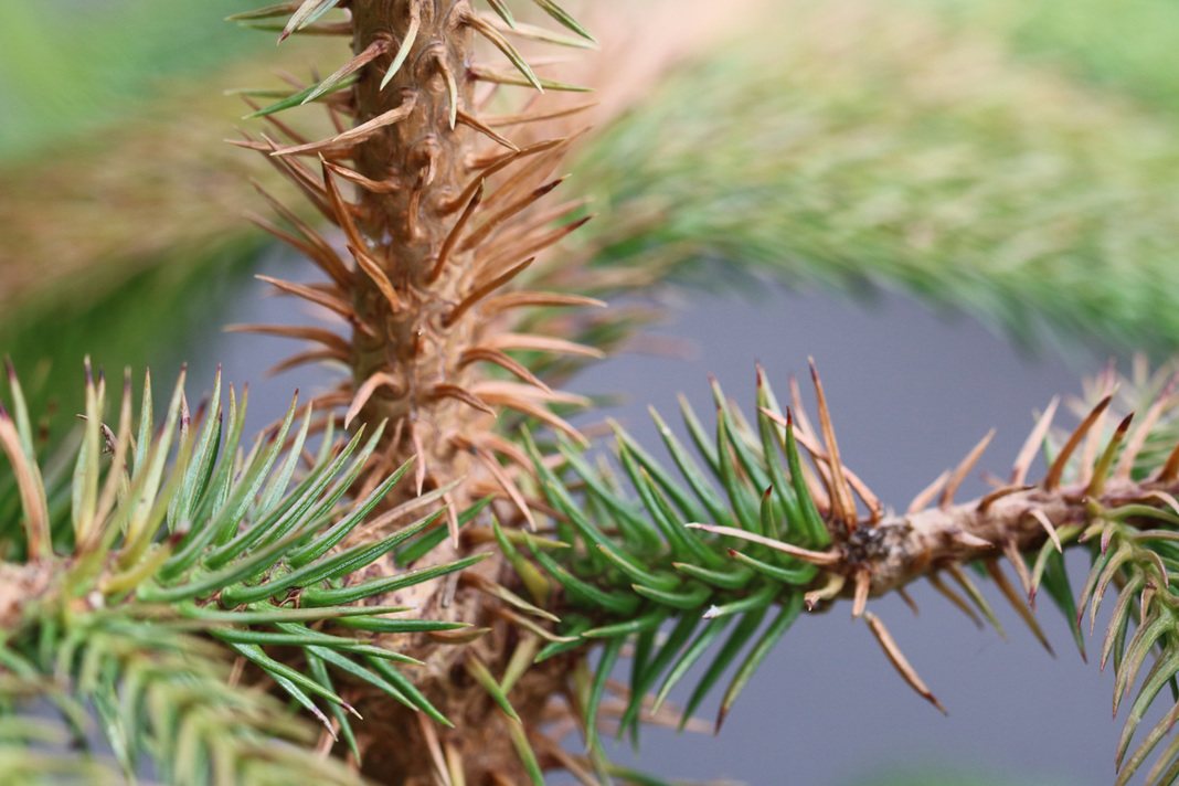 Araucaria heterophylla