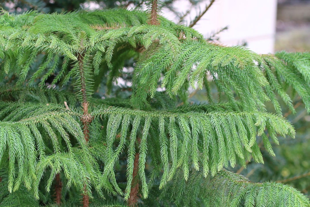 Araucaria heterophylla