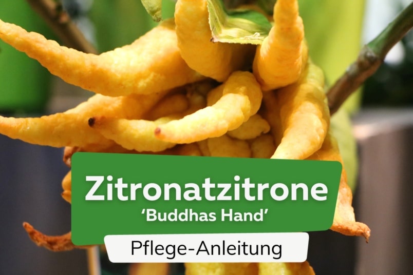 Zitronatzitrone (Citrus medica 'Buddhas Hand')