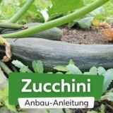 Zucchini anbauen