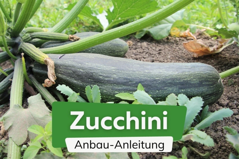 Zucchini anbauen