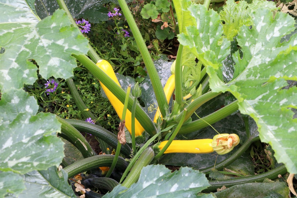 Zucchini - Cucurbita pepo