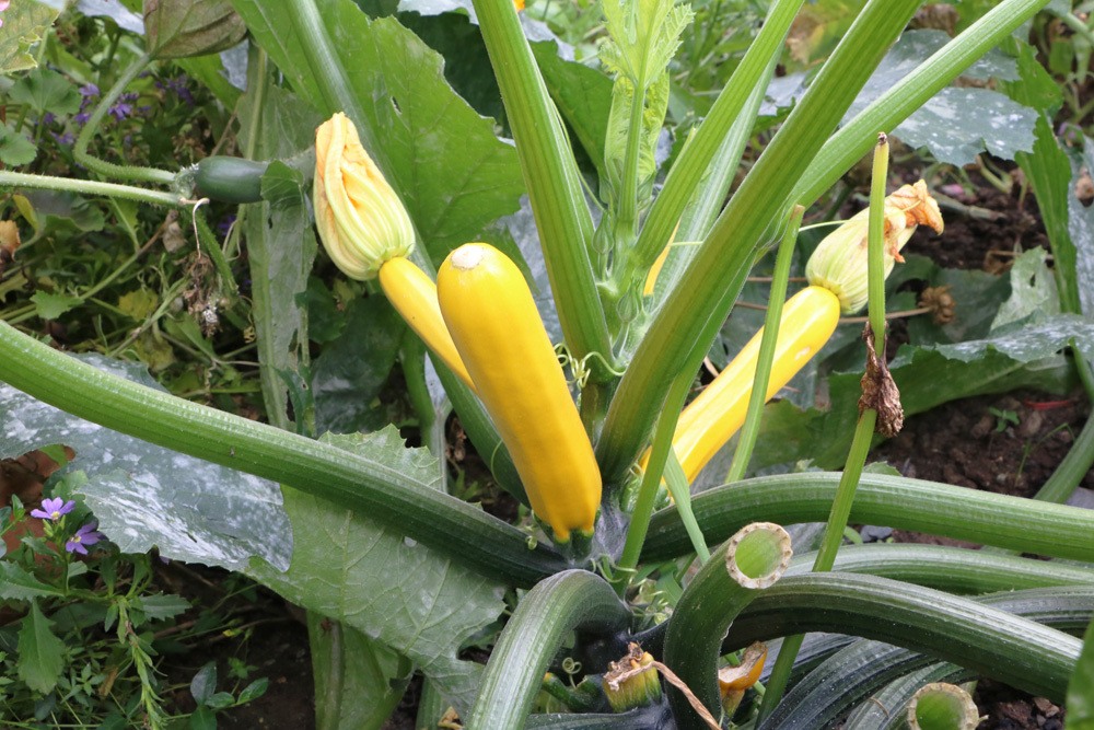 Zucchini - Cucurbita pepo