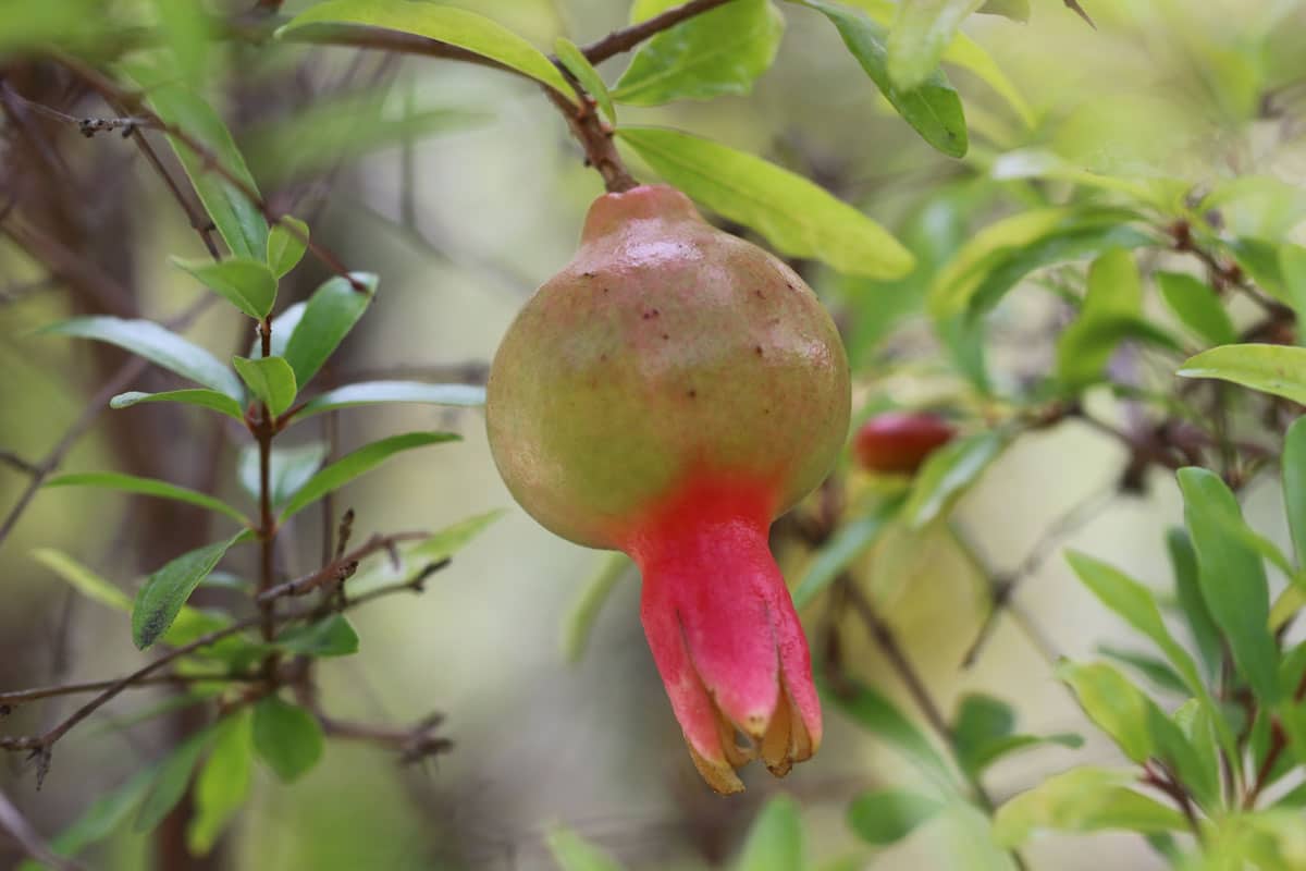 Zwerg-Granatapfel (Punica granatum 'Nana')