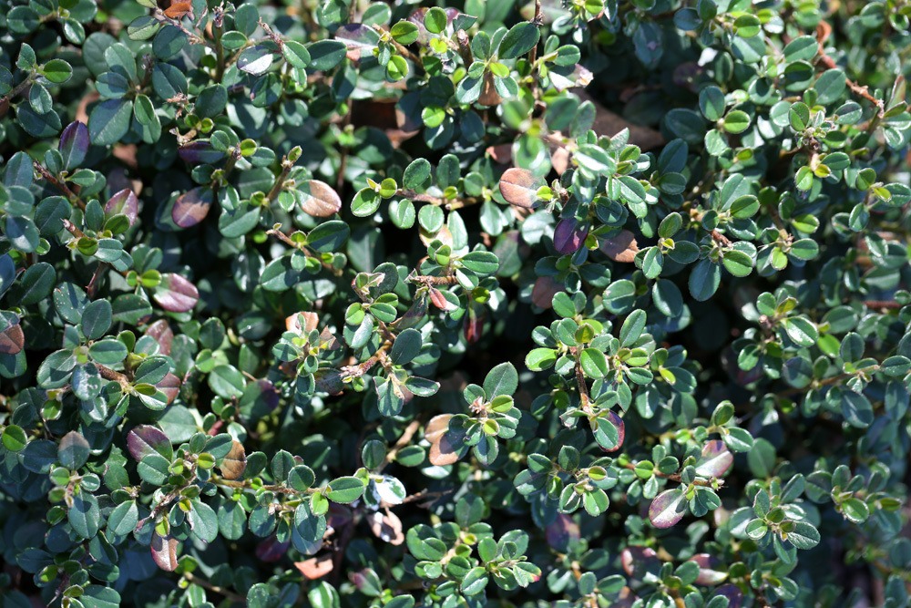 Zwergmispel, Cotoneaster dammeri