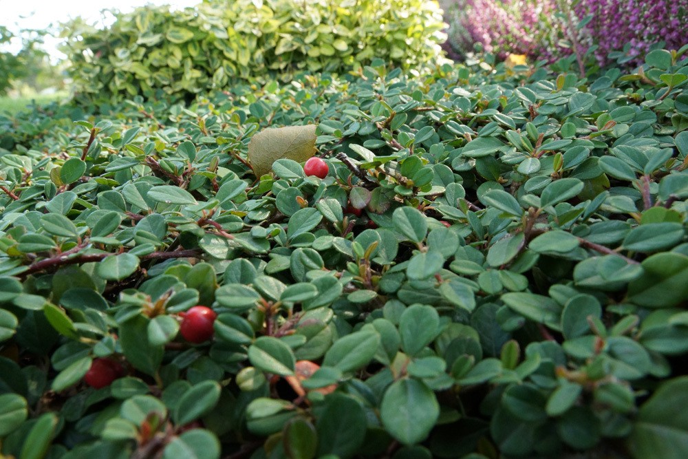 Zwergmispel, Cotoneaster