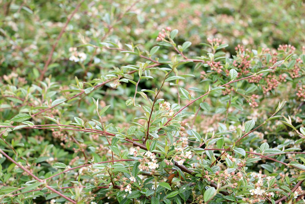 Zwergmispel - Cotoneaster