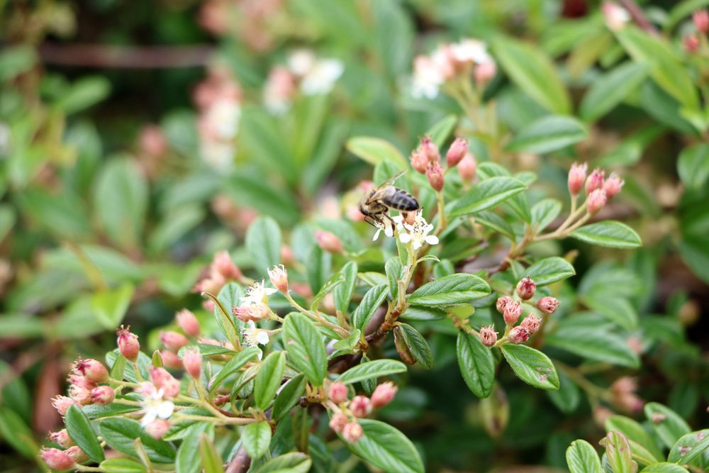 Zwergmispel - Cotoneaster