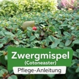 Zwergmispel (Cotoneaster)