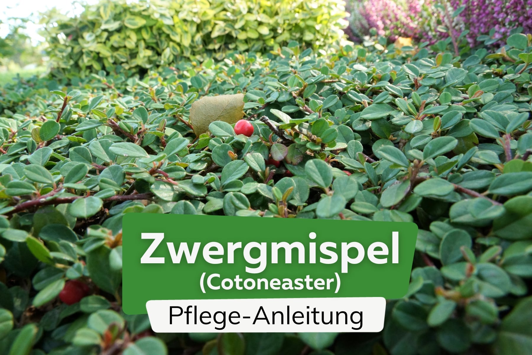 Zwergmispel (Cotoneaster)