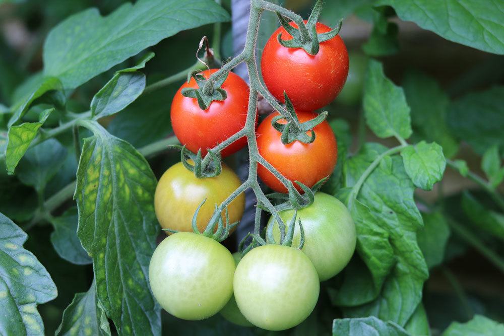 Tomatenpflanze mit reifenden Früchten im Garten