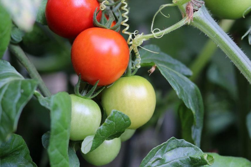 Tomatenerde die beste Erde für Tomaten + Anzuchterde selber mischen