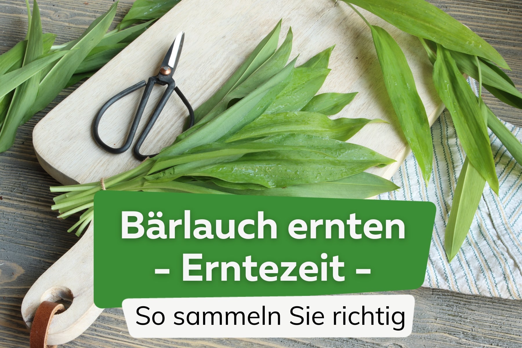 Bärlauch ernten