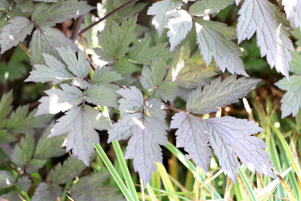 Echter Rotdorn, Crataegus laevigata