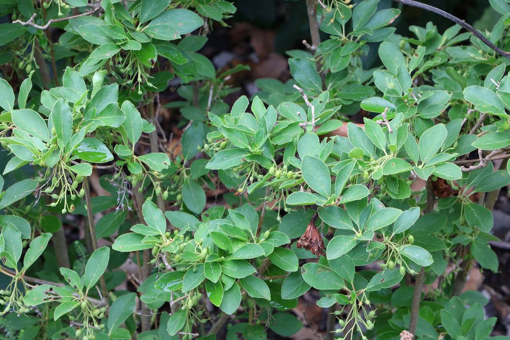 Glockige Prachtglocke, Enkianthus campanulatus