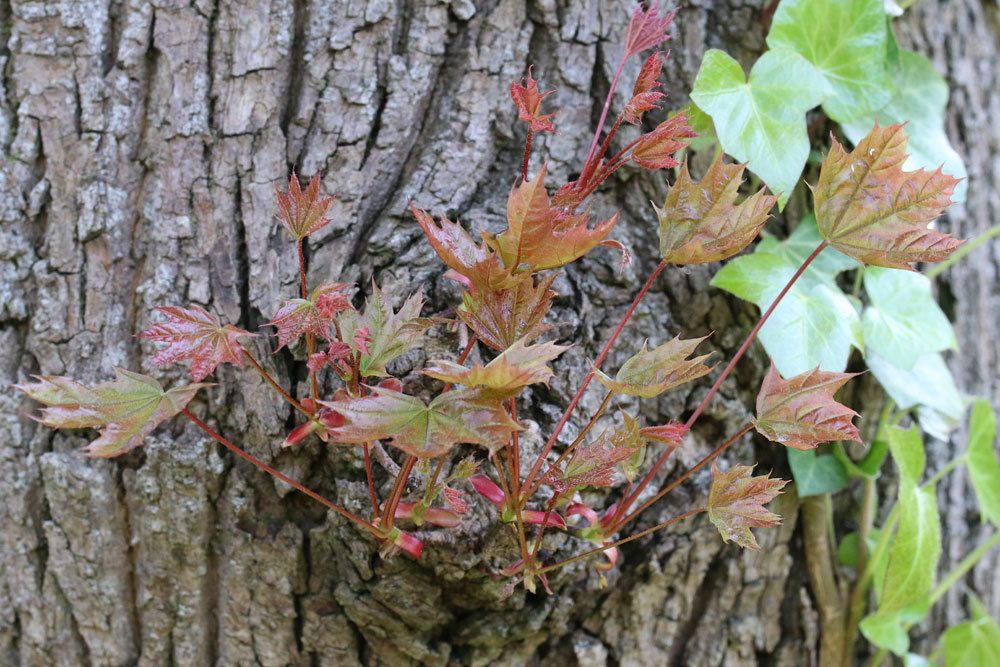 Spitzahorn, Acer platanoides