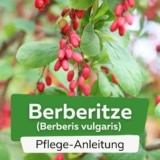 Berberitze (Berberis vulgaris)