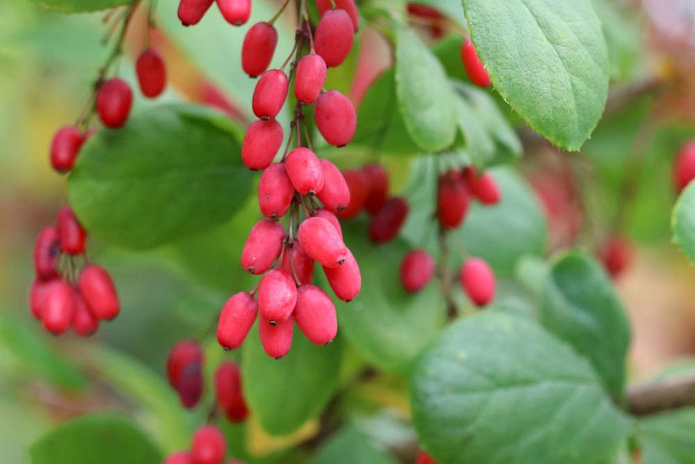 Berberitze, Berberis vulgaris richtig pflegen